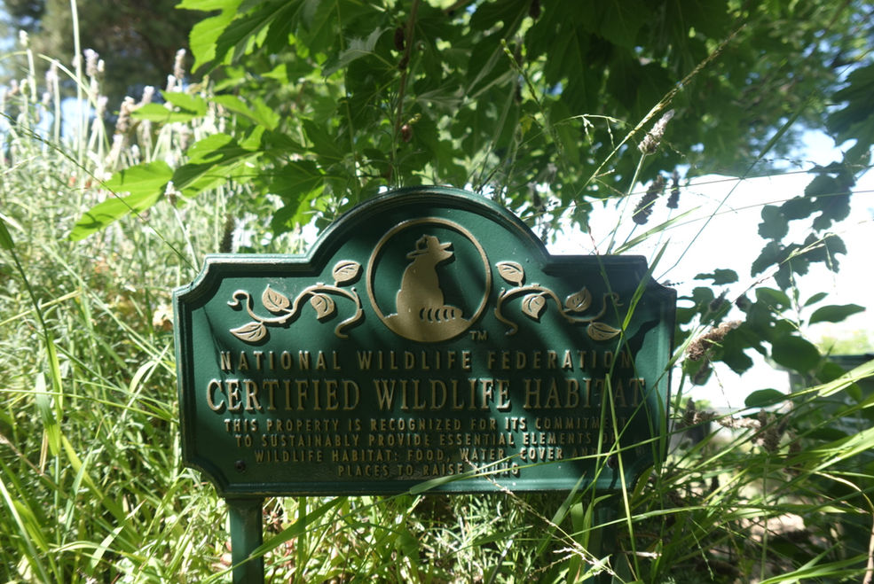 Certified Wildlife Habitat — where the medicine grows