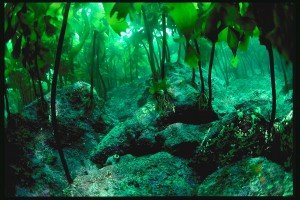 kelp forest 15 4 300x200 - Are You Going Green or Going for the Green?